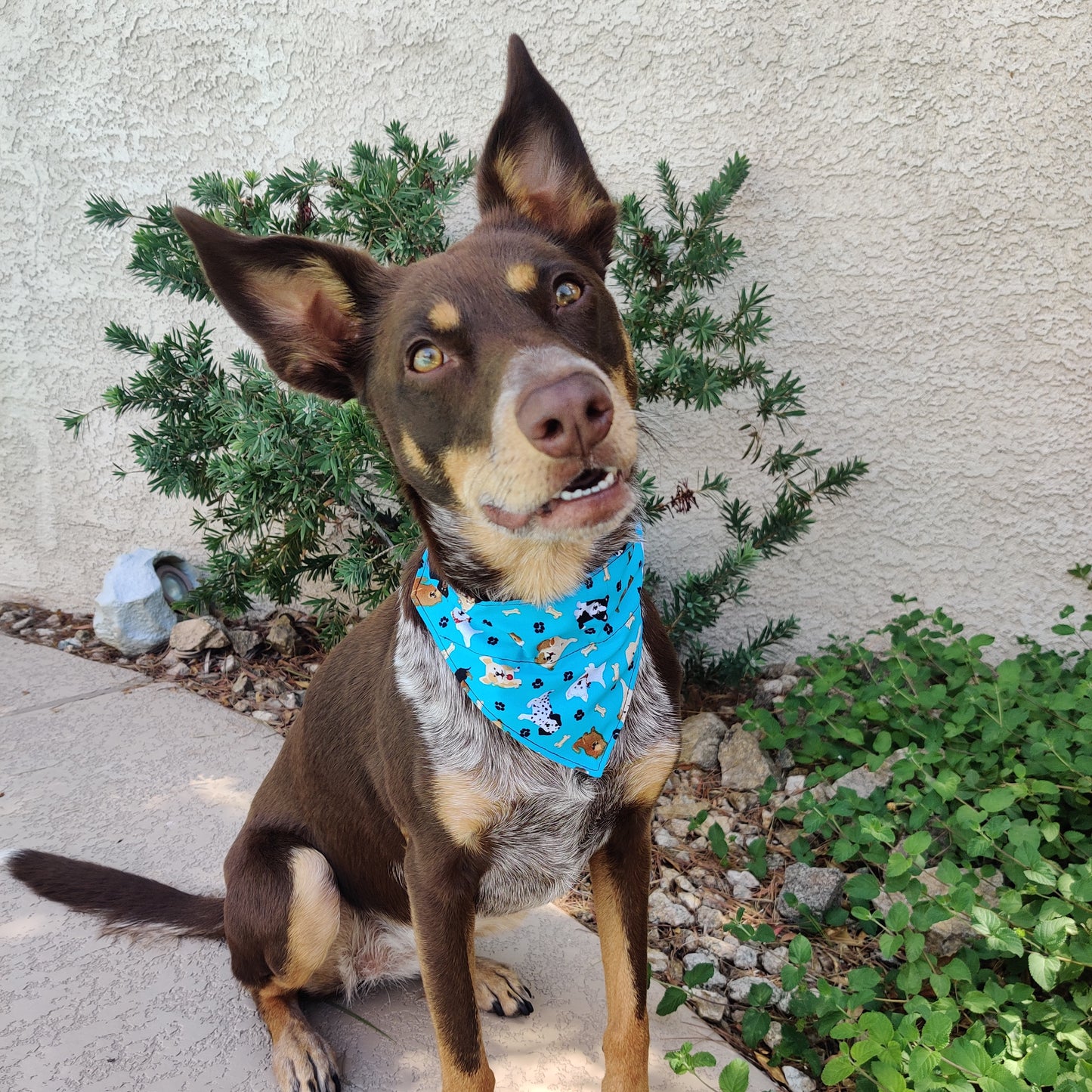 Pet Bandana - Dogs on Blue