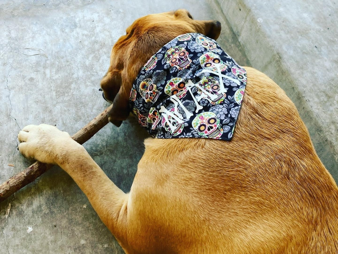 Sugar Skulls Pet Bandana