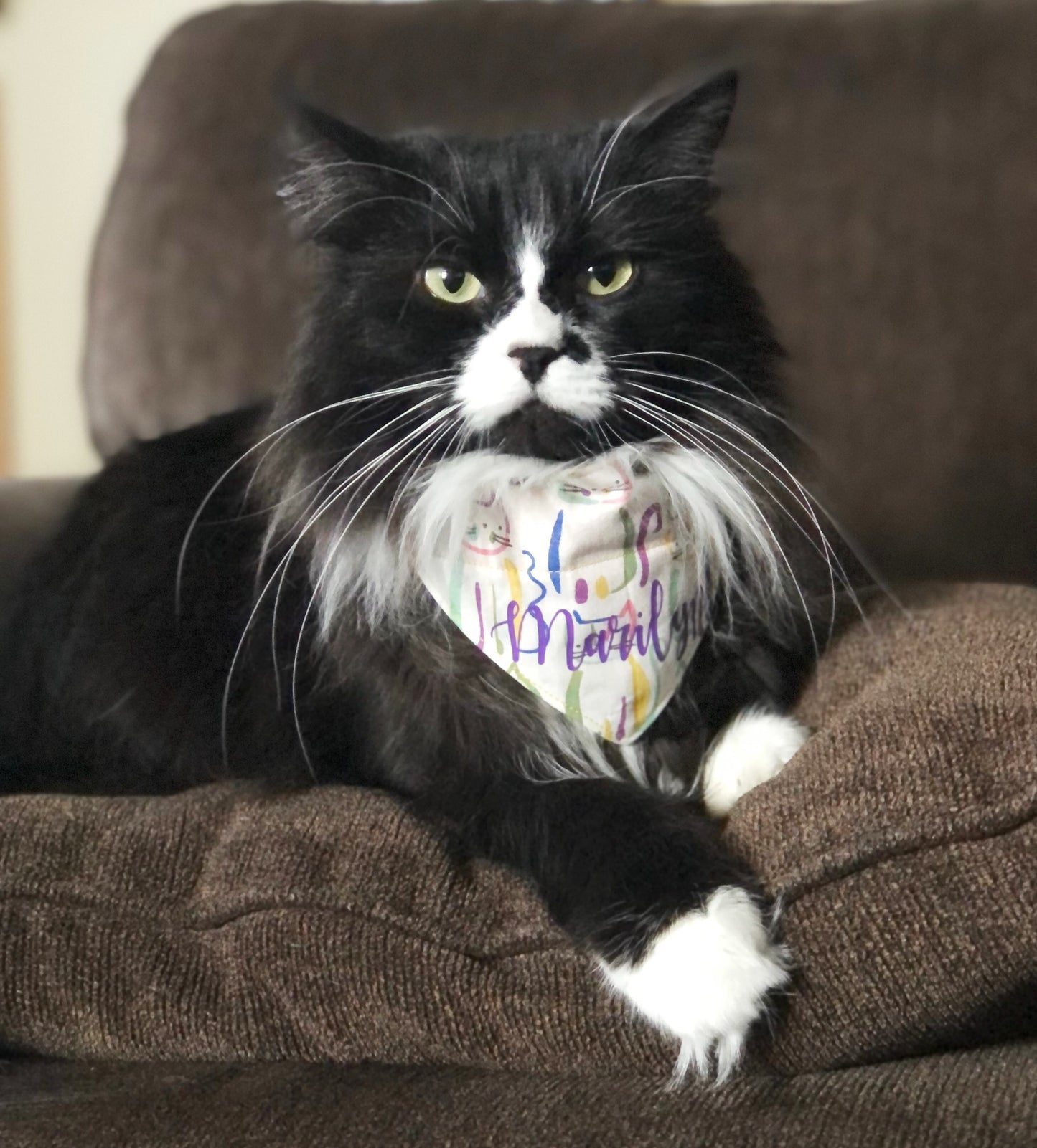 Sketchy Cats Pet Bandana