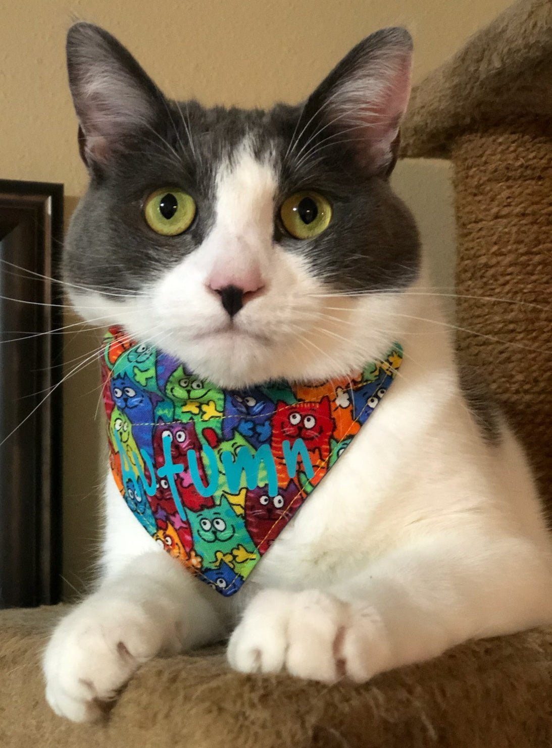 Colorful Cat Friends Pet Bandana