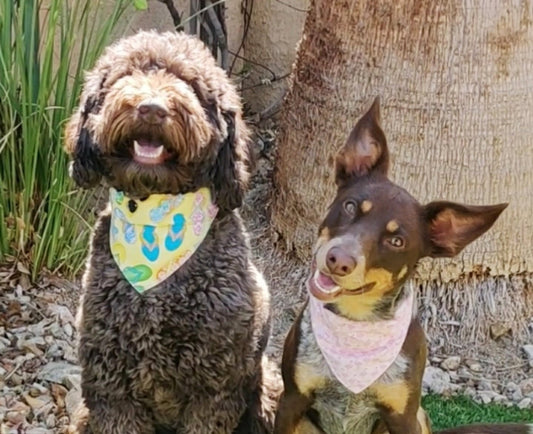 The Superior Choice: Over-the-Collar Pet Bandanas