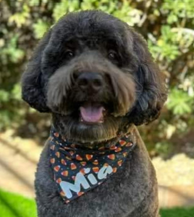 Candy Corn Bandana