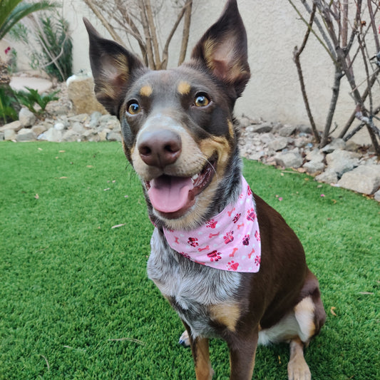 Pink Paws and Bones Pet Bandana