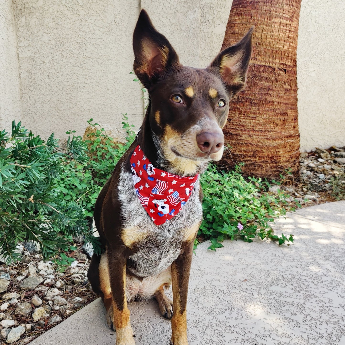 Red 4th of July dogs Pet Bandana