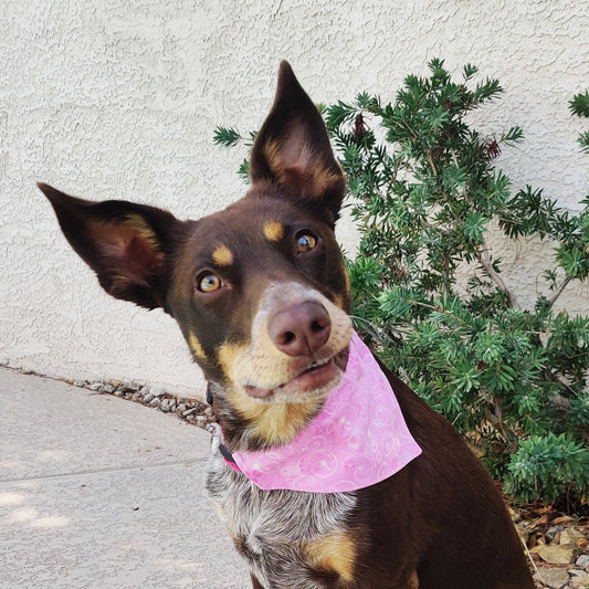 Pretty in Pink Pet Bandana