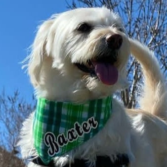 Green Plaid Pet Bandana