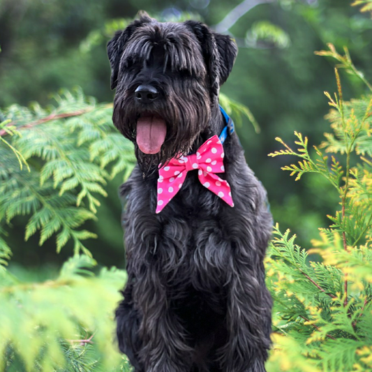 Polka Dot Sailor Bow Collar Accessory