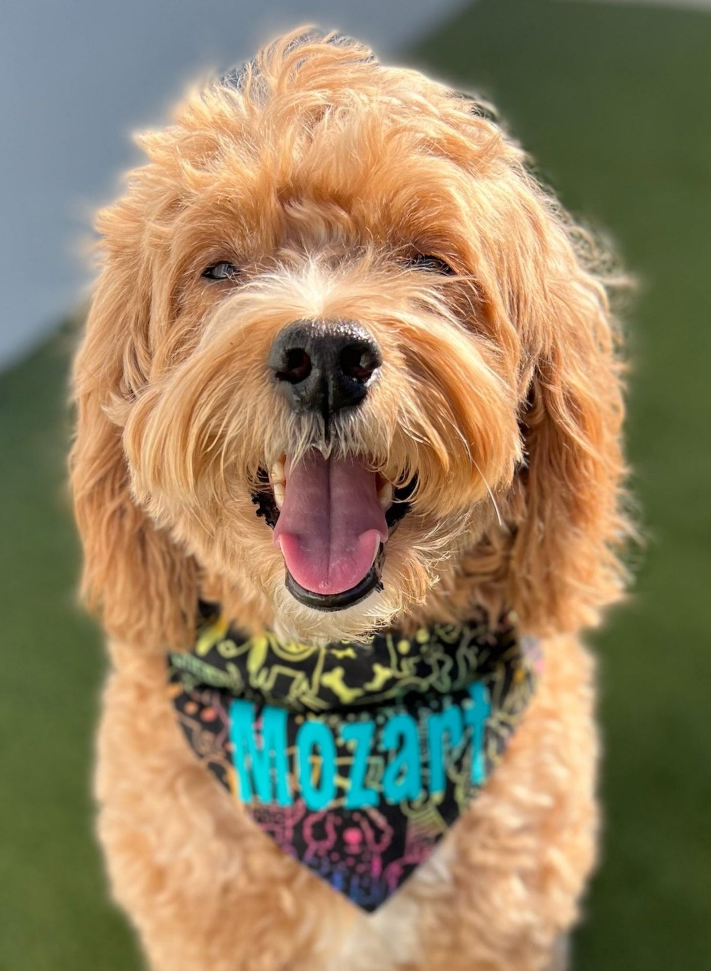 Neon Friends Pet Bandana