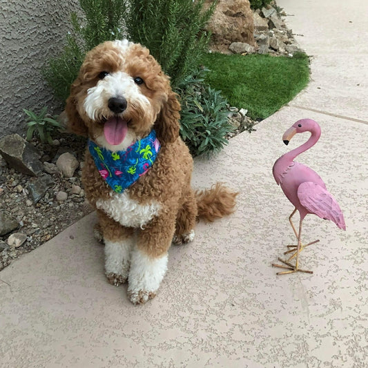 Blue Flamingos Pet Bandana