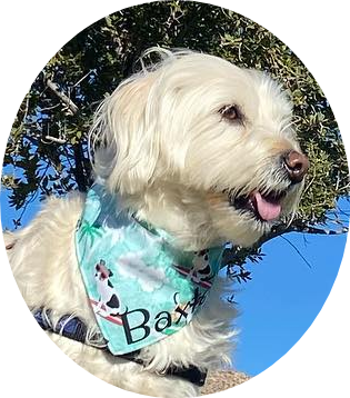 Surfs Up! Pet Bandana