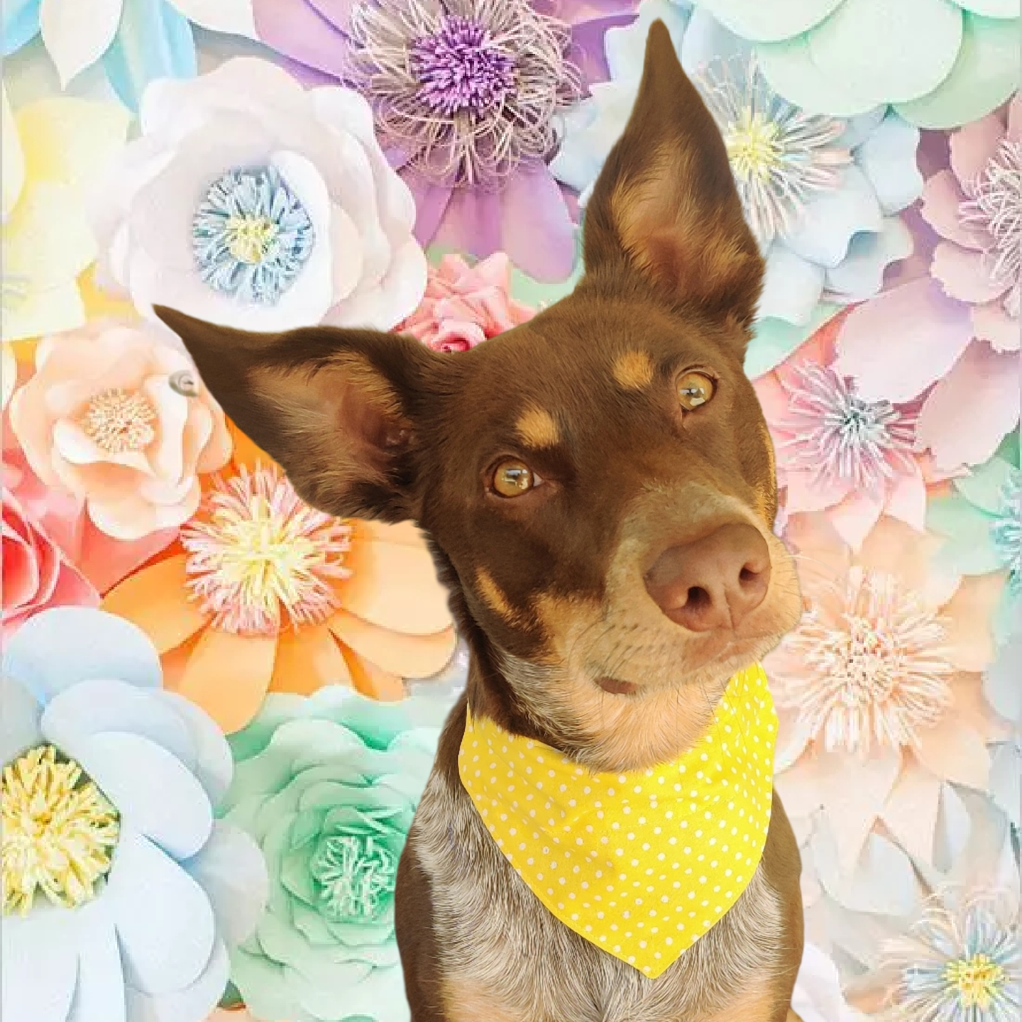 Little Yellow Polka Dot Pet Bandana