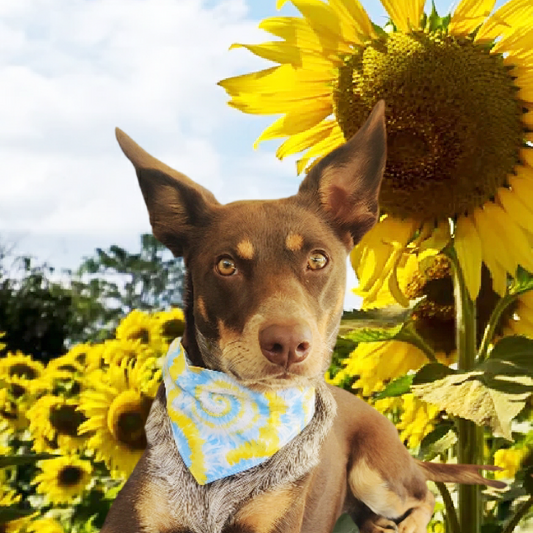 Groovy Pet Bandana