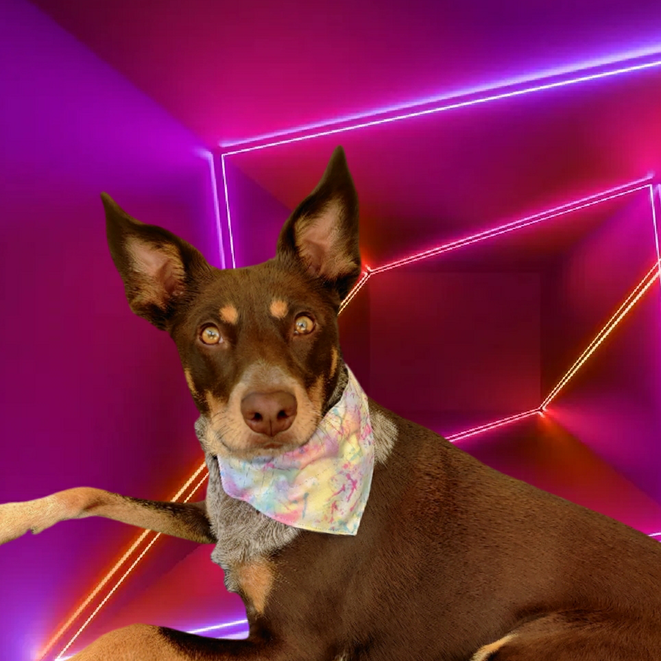 Splash of Color Pet Bandana