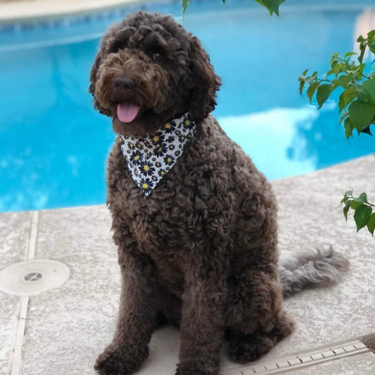 Daisies on White Pet Bandana