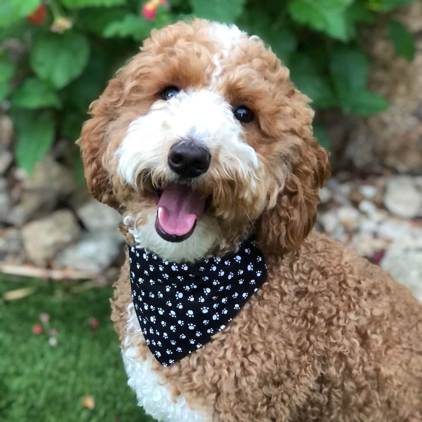 White Paws Pet Bandana