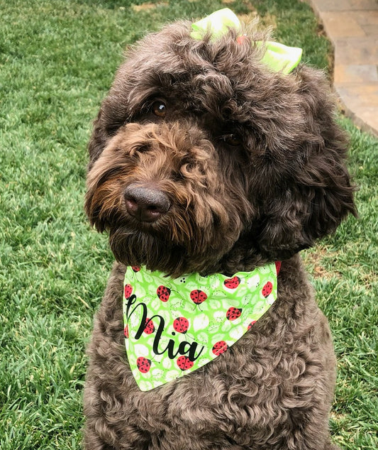 Ladybug Bandana Pet Bandana