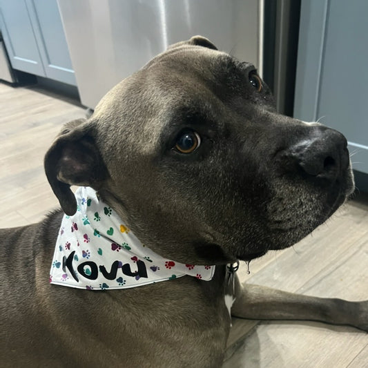 Rainbow Paws Pet Bandana